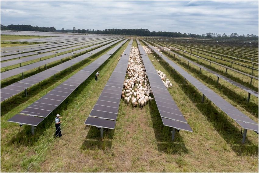 Sheep grazing between rows of solar panels