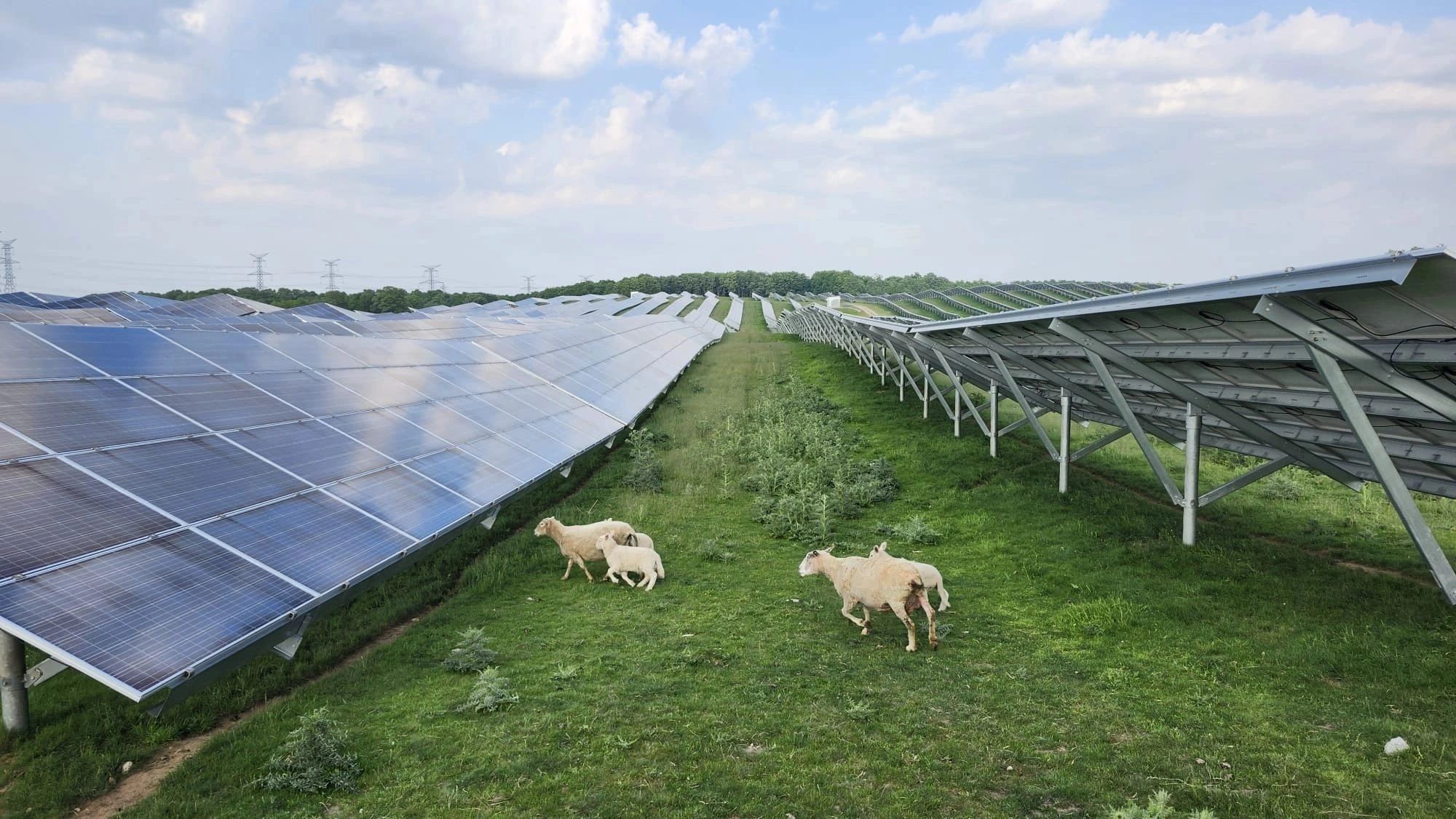 Sheep grazing between rows of solar panels